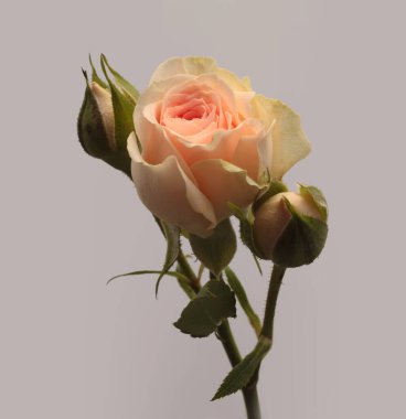 Tarafsız gri üzerine krem rengi bej rengi pembe gül tomurcuğu. Minimalist natürmort. Doğal arkaplan.