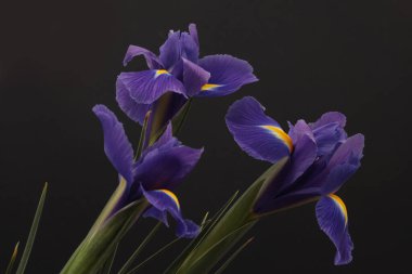 Mor, mavi, sarı, gri siyah tarafsız Iris çiçeği buketi. Minimalist natürmort. Doğal arkaplan.