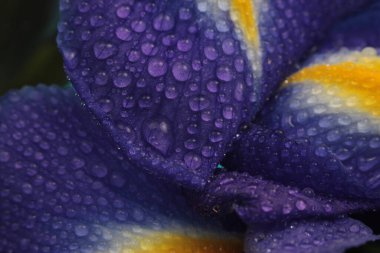 Yakın plan seçici yumuşak odak Iris Çiçek tomurcuğu yaprağı ve su damlası. Doğal mavi, mor, sarı arkaplan.
