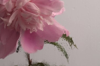 Duman seçilmiş, ıslak su damlaları olan pembe Peony Çiçeği. Soyut doğal bulanık arkaplan.