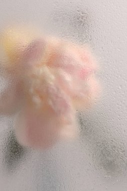 Duman seçilmiş yumuşak odaklı krem bej pembe Peony Flower 'ı ıslak su damlacıklarıyla bardaktan geçiriyor. Soyut doğal bulanık arkaplan.