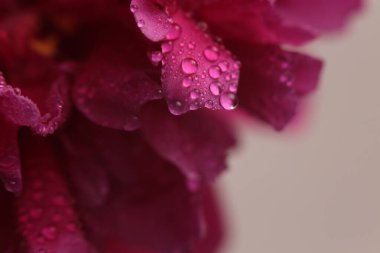 Yakın plan, seçici, yumuşak, pembe, su damlalı kırmızı şakayık çiçeği tomurcuğu. Doğal bulanık arkaplan.