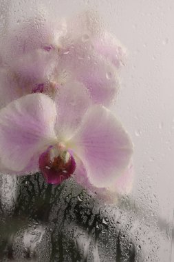 Duman seçilmiş yumuşak odak bej pembe falaenopsis Orkide Çiçeği ve ıslak su damlaları. Soyut doğal bulanık arkaplan.