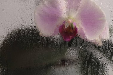 Duman seçilmiş yumuşak odak bej pembe falaenopsis Orkide Çiçeği ve ıslak su damlaları. Soyut doğal bulanık arkaplan.