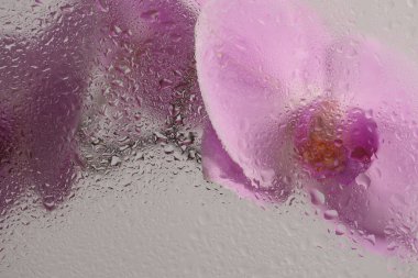 Duman seçilmiş yumuşak odak bej pembe falaenopsis Orkide Çiçeği ve ıslak su damlaları. Soyut doğal bulanık arkaplan.