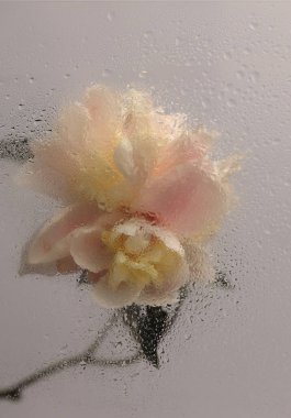 Duman seçilmiş yumuşak odaklı krem bej pembe Peony Flower 'ı ıslak su damlacıklarıyla bardaktan geçiriyor. Soyut doğal bulanık arkaplan.
