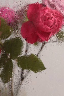 Duman seçilmiş yumuşak odak pembe gül çiçeği buketi ve ıslak su damlaları. Soyut doğal bulanık arkaplan.