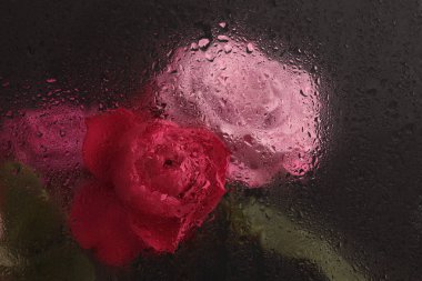 Duman seçilmiş yumuşak odak pembe gül çiçeği buketi ve ıslak su damlaları. Soyut doğal bulanık siyah arkaplan.