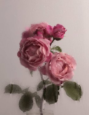 Duman seçilmiş yumuşak odak kremi pembe gül çiçeği buketi ve ıslak su damlaları. Soyut doğal bulanık siyah arkaplan.