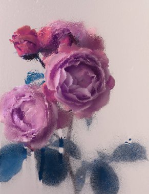 Duman seçilmiş yumuşak odak kremi pembe, cam içinden ıslak su damlaları olan leylak gül çiçeği. Soyut doğal bulanık arkaplan.