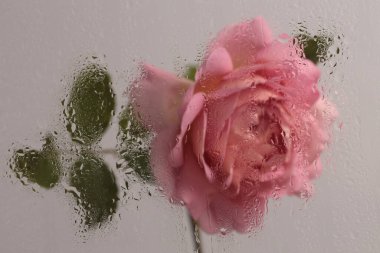 Duman seçilmiş yumuşak odak kremi pembe gül çiçeği ve ıslak su damlaları. Soyut doğal bulanık arkaplan.