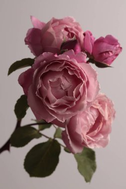 Yakın plan krema pembe gül tomurcuğu yaprağı buketi bej grisi. Doğal ışık arkaplanı.