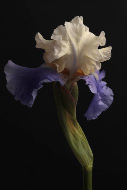 Yakın plan seçici krem bej, siyah üzerine mor Iris Flower. Makro doğal soyut arkaplan.