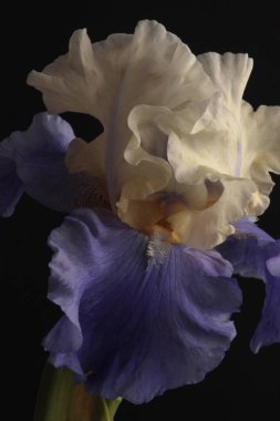 Yakın plan seçici krem bej, menekşe Iris çiçeği yaprağı, erkek organı, siyah üzerine erkek organı. Makro doğal soyut arkaplan.