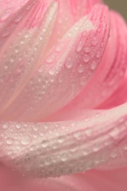 Su damlalı seçici çiçek yaprağı tüttür. Doğal bulanık pembe, krem bej nötr arkaplan.