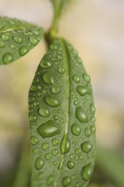 Su damlalarıyla seçici, yumuşak yaprak yaprakları tüttür. Doğa bulanık yeşil, bej ışık doğal arkaplan.