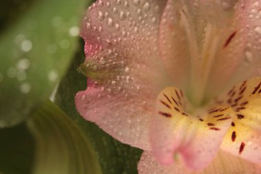 Su damlalarıyla seçici, yumuşak yaprak yaprakları tüttür. Doğa bulanık yeşil, bej pembe ışık doğal arkaplan.