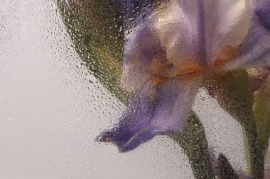 Smoke Soft focus leylak, bej renkli Iris çiçek buketi ve su damlaları. Soyut doğal bulanık arkaplan.
