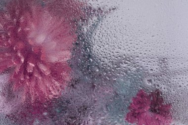 Yumuşak odaklı pembe fındık. Kasımpatı çiçeği, ıslak su damlalarıyla dolu bir cam buketi. Soyut doğal bulanık arkaplan.