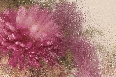 Tüttürme yumuşak odaklı pembe paskalya; kasımpatı çiçek buketi ve ıslak su damlaları. Soyut doğal bulanık arkaplan.