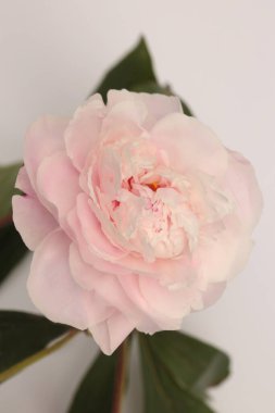 Yakın plan pembe bej krem Peony Flower bud, gri yapraklı. Minimalist natürmort. Doğal sanat geçmişi.