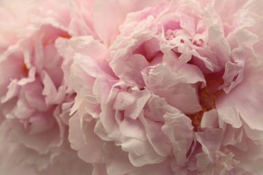 Yakın plan pembe tüttür, bej kremalı Peony Flower Bud Taals. Doğal sanat arkaplanı bulanık.