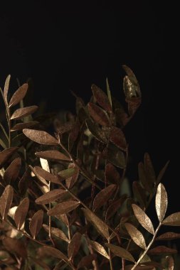 Yakın plan iç. Yumuşak odaklı altın, bronz, siyah üzerine yeşil yaprak dalı. Doğal soyut ışık, gölge arkaplan.