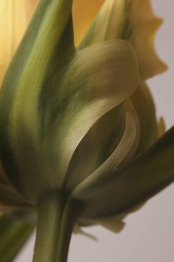 Yakın plan seçici sarı lale çiçeği yaprakları, yaprak iç. Makro bulanık doğal sanat soyut arkaplan.