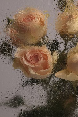 Yumuşak odak kremi, pembe gül çiçeği buketi ve ıslak su damlaları tüttür. Soyut doğal bulanık arkaplan.