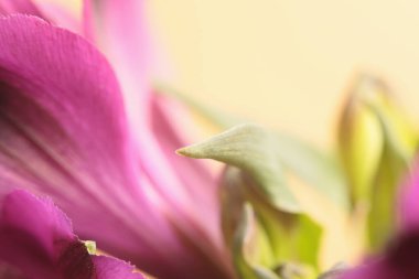 Yakın plan tüttür, yumuşak odaklı pembe, sarı, çiçek yaprağı, yeşil yaprak. Makro bulanık doğal soyut arkaplan.