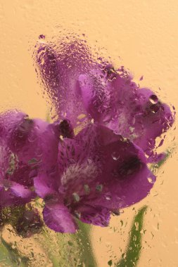 Yumuşak dumanlı mor eflatun çiçeği buketi bardakta su damlalarıyla. Soyut doğal bulanık arkaplan.