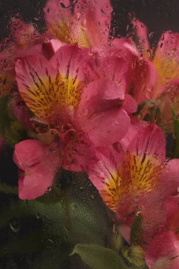 Yumuşak dumanlı pembe Alstroemerieae çiçek buketi bardaktan su damlacıklarıyla. Soyut doğal bulanık siyah arkaplan.