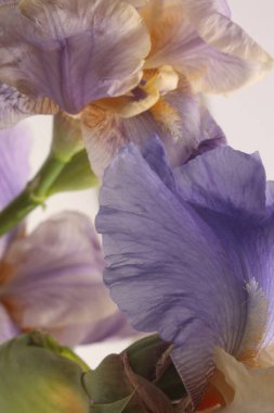 Yakın plan seçici eflatun eflatun, krem bej renkli çiçek yaprağı tüttür. Makro bulanık doğal sanat soyut arkaplan.