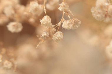 Yumuşak dumanlı çıngıraklı yılan çiçeği. Doğal bulanık bej, kahverengi ışık nötr arkaplan.