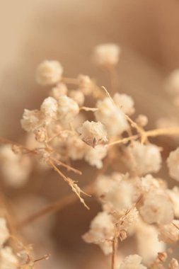 Yumuşak odaklı çigila çiçeği tüttür. Doğal bulanık bej, kahverengi nötr arkaplan.