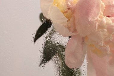 Duman seçilmiş yumuşak odaklı krem bej pembe Peony Flower 'ı ıslak su damlacıklarıyla bardaktan geçiriyor. Soyut doğal bulanık arkaplan.