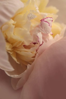 Seçici yumuşak odak kremi bej, pembe Peony Flower iç. Bulanık pastel doğal bulanık arkaplan.
