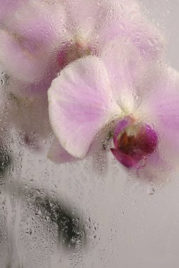 Duman seçilmiş yumuşak odak bej pembe falaenopsis Orkide Çiçeği ve ıslak su damlaları. Soyut doğal bulanık arkaplan.