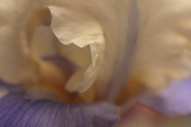 Yakın plan seçici, yumuşak odak kremi bej, beyaz, leylak rengi çiçek yaprağı. Makro doğal sis bulanık arkaplan.