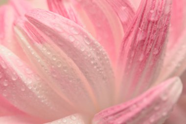 Seçici bir çiçek yaprağı tüttür, su damlacıklı yaprak. Doğal bulanık pembe, beyaz, bej rengi ışık nötr arkaplan.