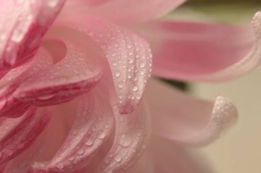 Duman bulanıklaştırır, seçici çiçek yaprağı, su damlacıklı yaprak. Doğal pembe, beyaz, bej ışık nötr arkaplan.