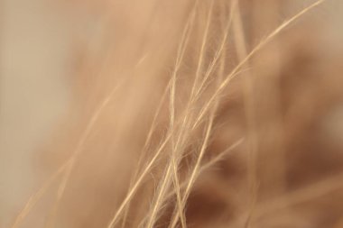 Sis dumanı yumuşak odak noktası kuru yabani otlar. Doğal bej, kahverengi doğal bulanık arkaplan.