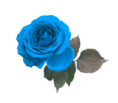 Mavi gül çiçeği tomurcuğu, beyaz yaprak. Minimalist natürmort. Doğal sanat geçmişi. 