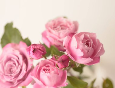 Kapalı odaklı pembe gül goncası tomurcuğu buketi. Makro Doğal bulanık ışık arkaplanı.