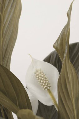 Yapraklı beyaz Spatthiphyllum çiçeği tomurcuğu. Kahverengi, bej renkli, açık renkli, doğal arkaplan.