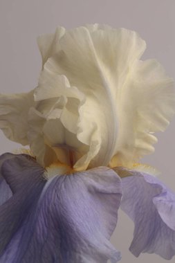 Yakın plan krem bej, leylak, mor çiçek tomurcukları griye. Doğal makro sanat arkaplanı.