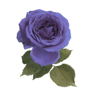 Mor, leylak, mavi gül çiçeği tomurcuğu, beyaz yaprak. Minimalist natürmort. Doğal sanat geçmişi. 