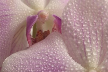 Yakın plan duman seçici yumuşak odaklı Orkide çiçeği yaprağı, erkek organı, su damlaları ile dayanıklılık. Doğal pembe bej renginde arkaplan.