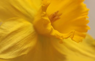 Yakın plan çekimde seçici sarı, turuncu narsisli çiçek tomurcuğu. Makro doğal bulanık makro arkaplan.