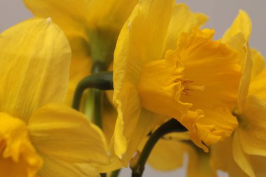 Close-up selective soft focus Narcissus flower. Yellow, orange natural abstract background.